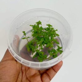 Jumbo sized TC cup- Staurogyne repens (Tissue Culture cup)
