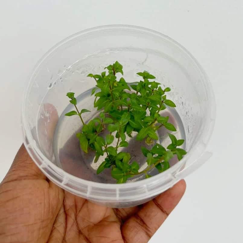 Jumbo sized TC cup- Staurogyne repens (Tissue Culture cup) - Image 2