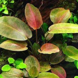 Jumbo sized TC cup- Lagenandra meeboldii Red (Tissue Culture cup)