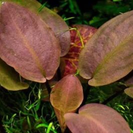 Jumbo sized TC cup- Lagenandra meeboldii Red (Tissue Culture cup)