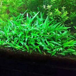 Jumbo sized TC cup- Cryptocoryne Lucens (Tissue Culture cup)