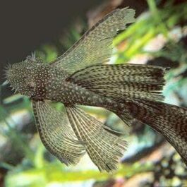 Bristle Nose pleco vailtail/ long fin ( 4 pcs)