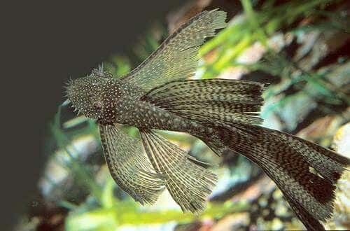 Bristle Nose pleco vailtail/ long fin ( 4 pcs)