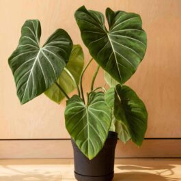 Large sized -Philodendron Gloriosum