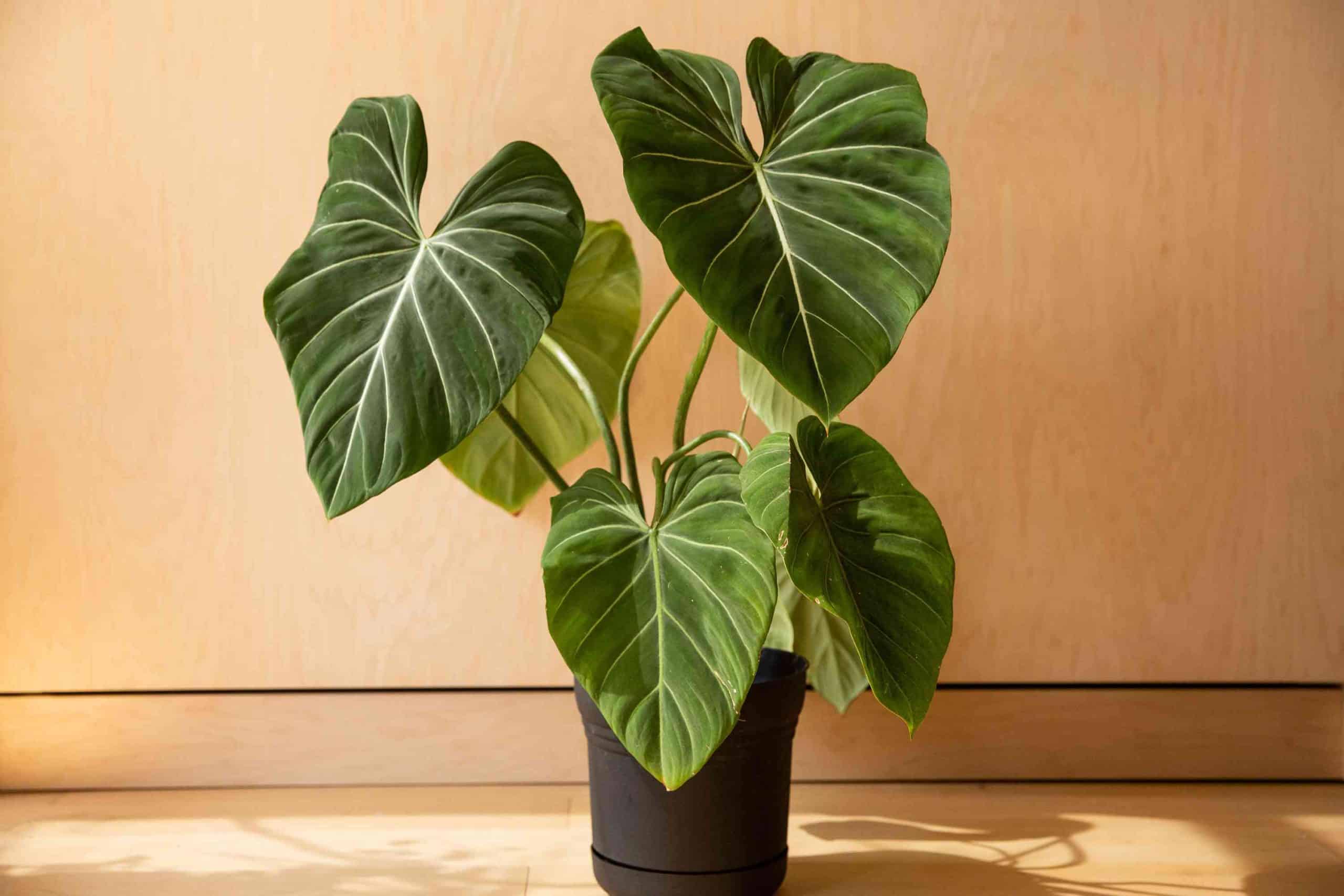 Philodendron Gloriosum (Large plant)