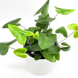 Heart fern/ Hemionitis Arifolia (jiffy sized clump)