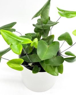 Heart fern/ Hemionitis Arifolia (jiffy sized clump)