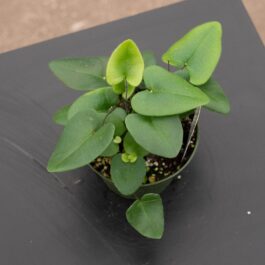 Heart fern/ Hemionitis Arifolia (jiffy sized clump)