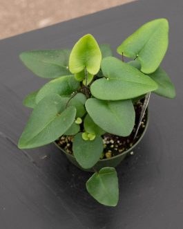 Heart fern/ Hemionitis Arifolia (jiffy sized clump)