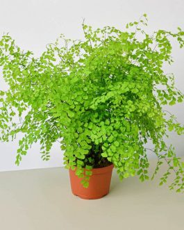 Maiden Hair Fern (jiffy sized)