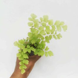 Maiden Hair Fern (jiffy sized)