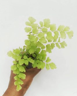 Maiden Hair Fern (jiffy sized)