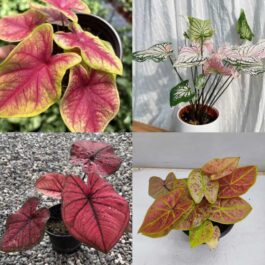 Caladium combo 1 (3 types-new wave, yellow blossom, wang thong)