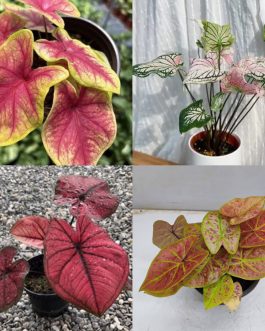 Caladium combo 1 (3 types-new wave, yellow blossom, wang thong)