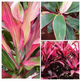 Dracaena combo 1(3 types)