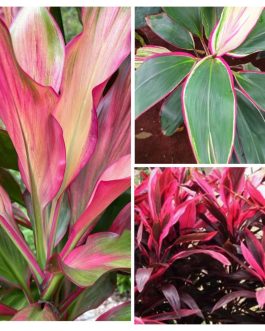 Dracaena combo 1(3 types)