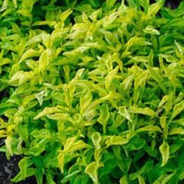 Alternanthera Neon Green (plant clump)