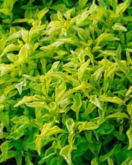 Alternanthera Neon Green (plant clump)