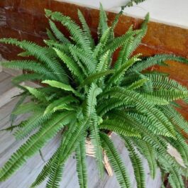Sword boston fern (single plant)