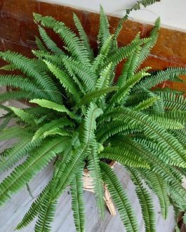 Sword boston fern (single plant)