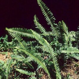 Sword boston fern (single plant)