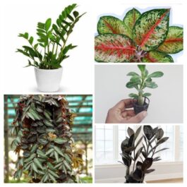 Mixed combo 1 (Adenium, green zz, black zz, aglonema 24 karat, watermelon Begonia)