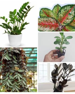 Mixed combo 1 (Adenium, green zz, black zz, aglonema 24 karat, watermelon Begonia)