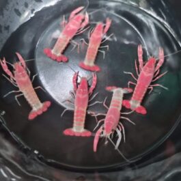 Pink ghost cray fish Rare ( pair)