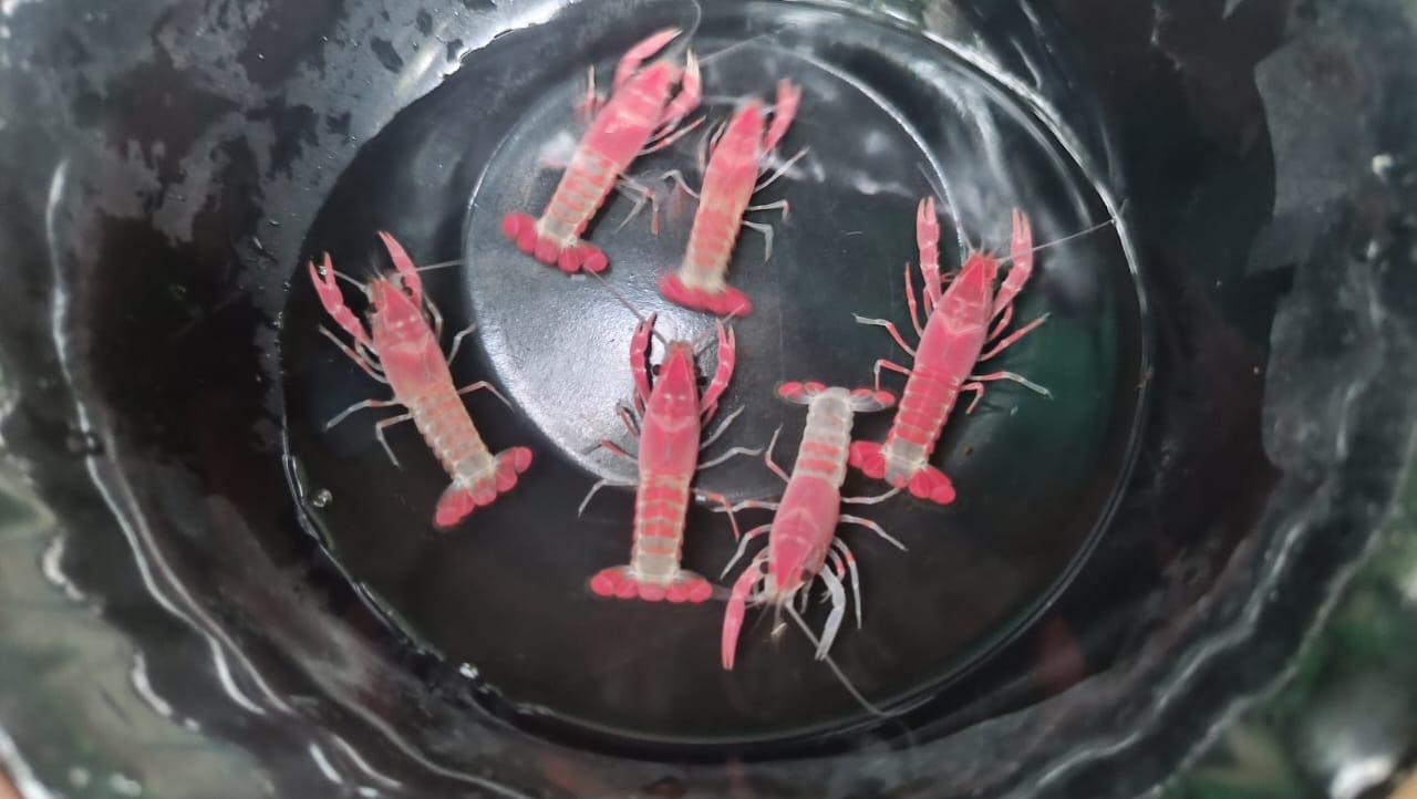Pink ghost cray fish Rare ( pair)