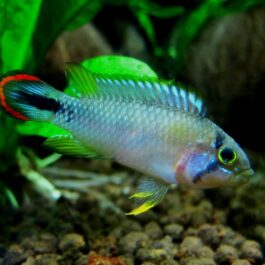 Apistograma panduro rare ( 4 pcs)