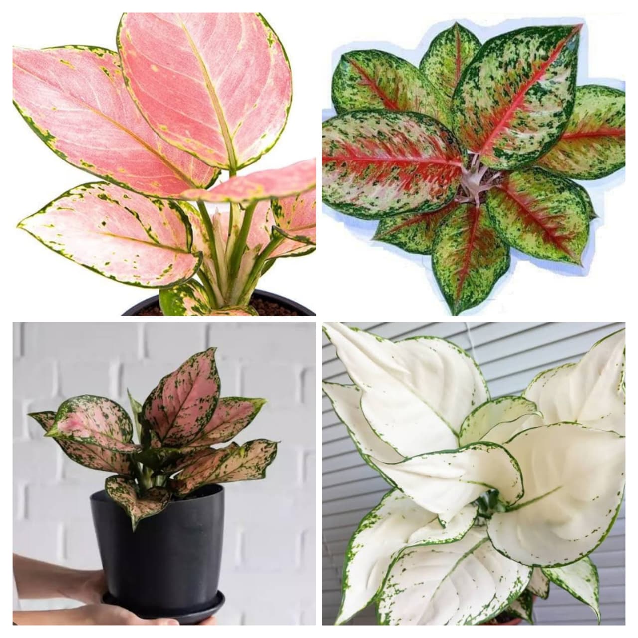Aglaonema combo 1 (super white, Red gold, 24 karat,anjamani)