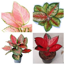 Aglaonema combo 2( jaipong red, anjamani, red gold, 24 karat)