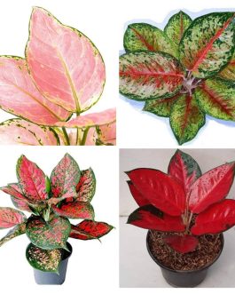 Aglaonema combo 2( jaipong red, anjamani, red gold, 24 karat)