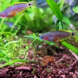Peacock gudgeon (4 pcs)