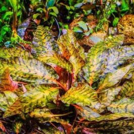 Jumbo sized TC cup- Cryptocoryne nurii (Tissue Culture cup)