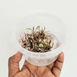 Jumbo sized TC cup- Cryptocoryne nurii (Tissue Culture cup)