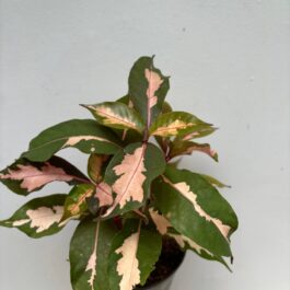 Graptophyllum Pictum/Caricature plant – chocolate shade( single plant)