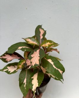 Graptophyllum Pictum/Caricature plant – chocolate shade( single plant)