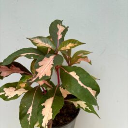 Graptophyllum Pictum/Caricature plant – chocolate shade( single plant)