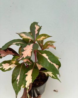 Graptophyllum Pictum/Caricature plant – chocolate shade( single plant)