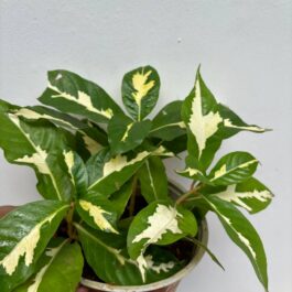 Graptophyllum Amarelo/caricature plant -golden (single plant)