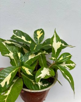 Graptophyllum Amarelo/caricature plant -golden (single plant)