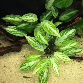 Jumbo sized TC cup- Lagenandra Meeboldii Silver Queen (Tissue Culture cup)