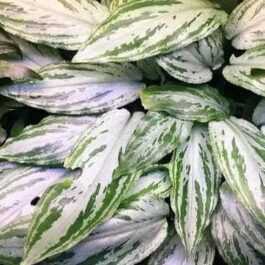 Jumbo sized TC cup- Lagenandra Meeboldii Silver Queen (Tissue Culture cup)