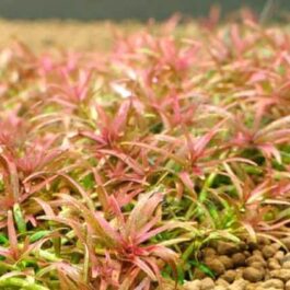 Jumbo sized TC cup- Rotala Goias/ Red carpeting rotala/ Rotala Mexicana Goias (Tissue Culture cup)