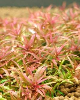 Jumbo sized TC cup- Rotala Goias/ Red carpeting rotala/ Rotala Mexicana Goias (Tissue Culture cup)