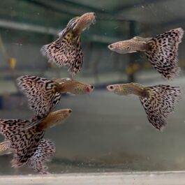 Snake skin mosaic guppy ( pair)