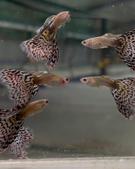 Snake skin mosaic guppy ( pair)