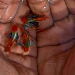 Platinum koi big ear guppy ( pair)