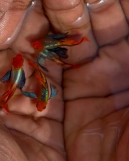 Platinum koi big ear guppy ( pair)